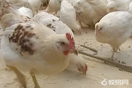 散养鸡晚上开灯有什么好处