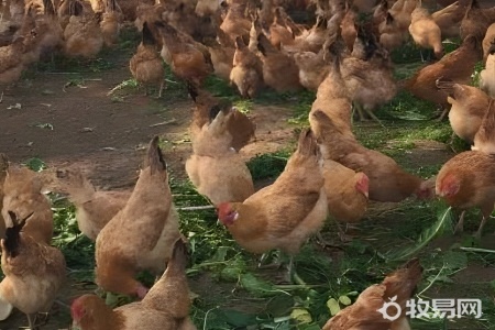 蛋鸡好养殖吗