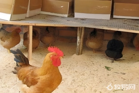 圈养鸡怎么养