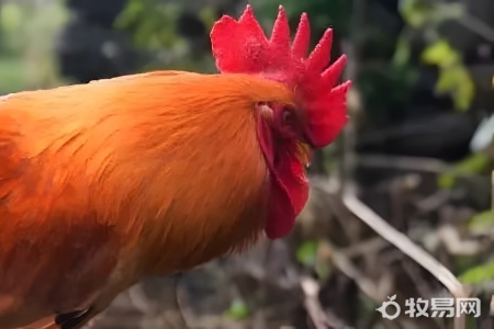 现在农村允许养鸡吗