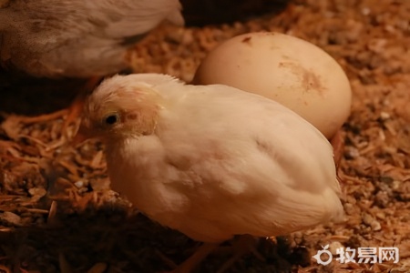 芦丁鸡刚出生怎么饲养