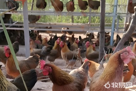 鸡能在家里养吗