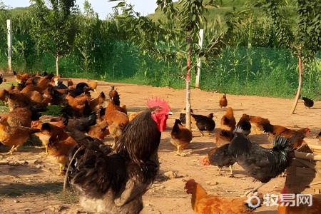 速成鸡的养殖成本与利润多少