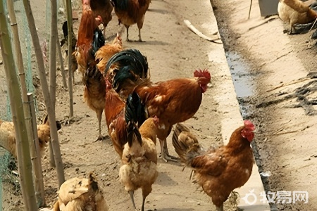 山养鸡怎么养
