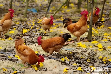 刚刚买回来的鸡怎么养