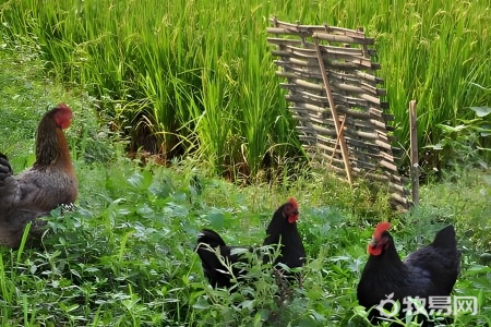 小野鸡怎么喂养