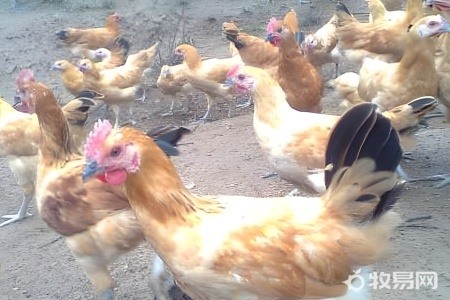 承包荒山养鸡需要什么手续