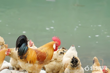 人工养殖野鸡可以吃吗