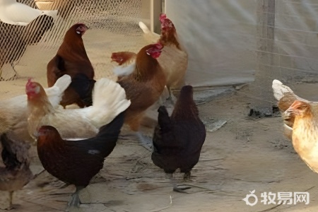 东北养鸡怎么样