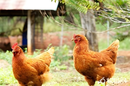 散养鸡冬天下蛋吗