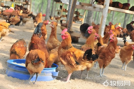 家里可以养鸡吗