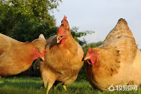 芦丁鸡怎样养最好