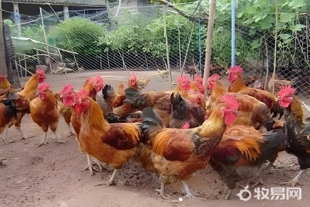 养的鸡怎么不下蛋