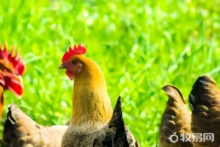 养十万只鸡利润多少