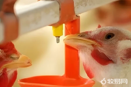 鹌鹑芦丁鸡哪个好养