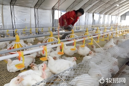 养鸡在哪里养最合适