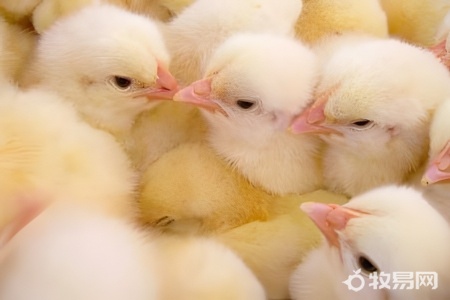 养鸡1000只需投资多少利润多少