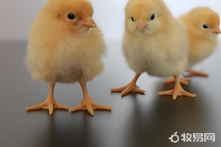 塞拉玛鸡养殖方法和技术