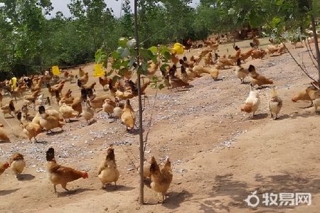 养五百只鸡要投多少钱