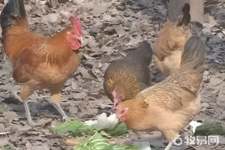 南方养鸡冬天注意什么