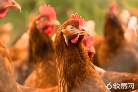 芦丁鸡冬天怎么养