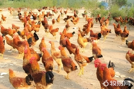 养一千只鸡有多少利润