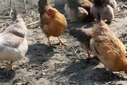 鸡散养鸡的养殖方法