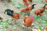 鸡的饲养方法和防治