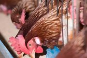 鸡的养殖方法 介绍鸡养殖技巧