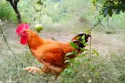 婆罗门鸡在北方可以养殖吗
