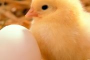 芦丁鸡如何养 芦丁鸡养方法和技巧