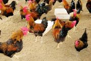 养殖10000只鸡的成本与利润