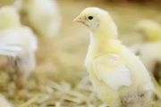 黑水鸡可以人工养殖吗