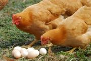 肉食鸡养殖多少天