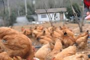 芦丁鸡可以养殖吗
