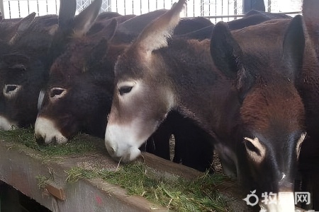 中国养毛驴最多的地方是哪里