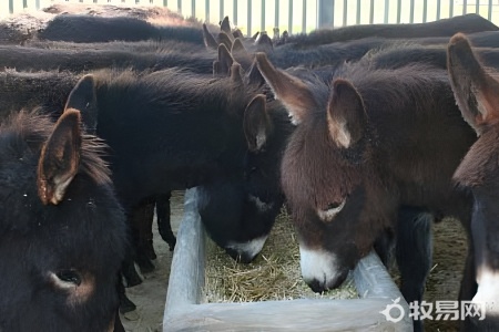 肉驴养殖前景如何