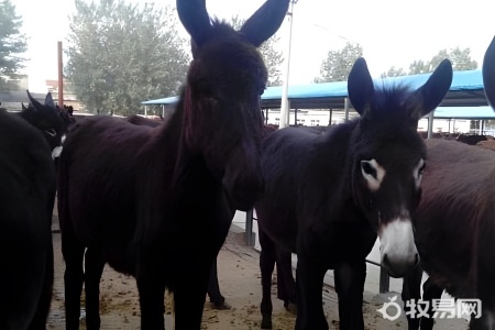 肉驴的养殖方法