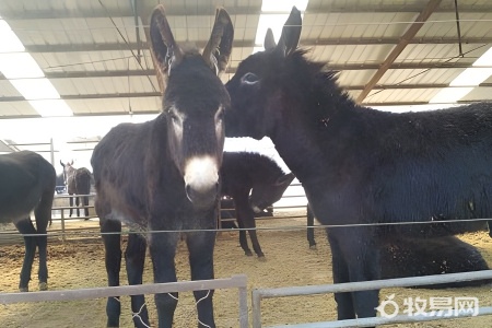 怎么养驴赚钱快