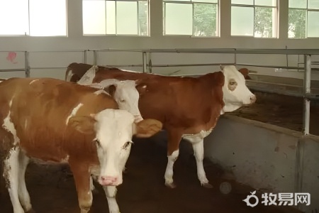 农村院子可以养牛吗