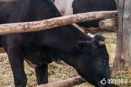 圈养牛的饲养方法