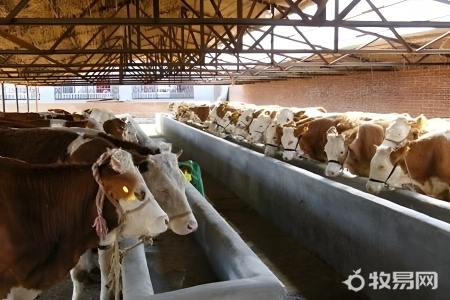 肉牛养殖技术有哪些