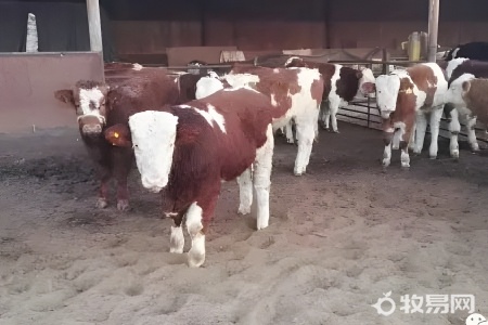 全国肉牛养殖哪里最多