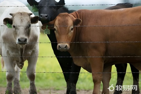 用什么方法养牛长得快