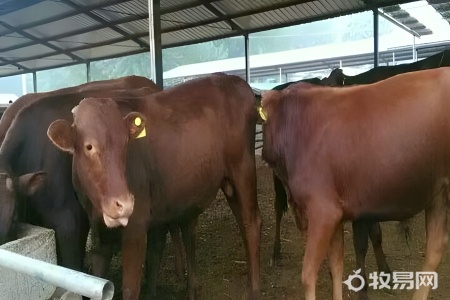 肉牛养殖需要注意什么