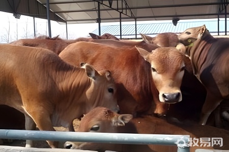 农村养牛可以吗