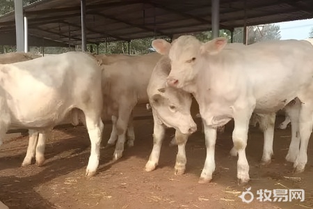 农村怎么大规模养牛