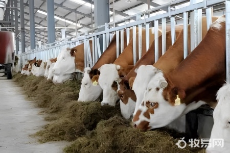 山上放养牛要什么条件