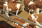 养牛技术和饲养方法