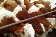 养牛技术和饲养方法培训